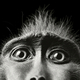 Illustration for article titled Tim Flachs intimate animal portraits reveal natures human side